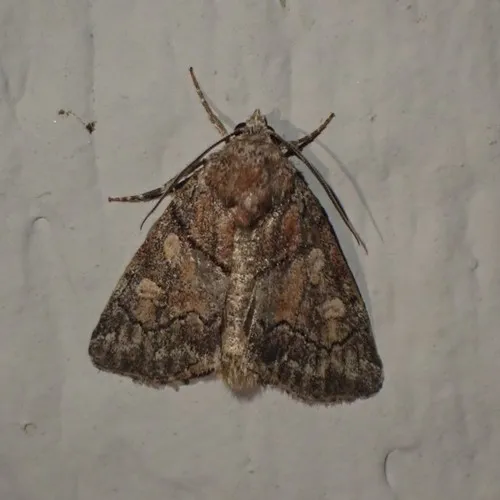 Cosmia praeacuta
