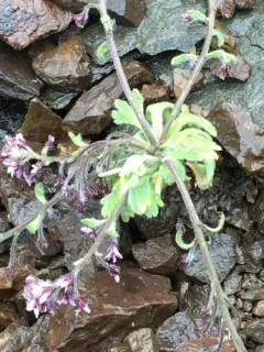 Northern Smelowskia thumbnail 3