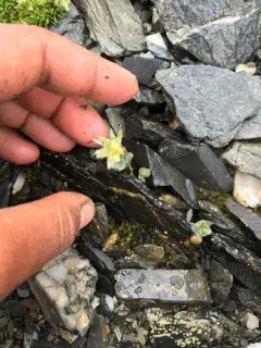 Alaska Starwort thumbnail 4