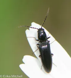 Oestodes tenuicollis thumbnail 4
