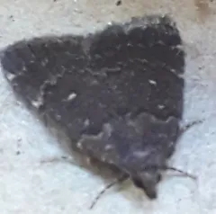 Julia's Idia Moth thumbnail 2