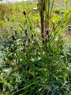 common hedge-nettle thumbnail 3