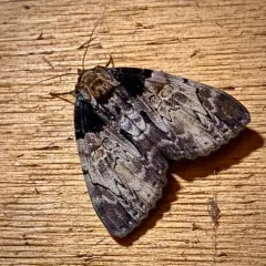Clouded Underwing thumbnail 2