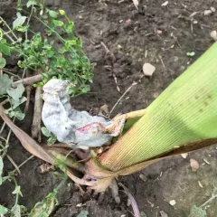 Corn Smut thumbnail 2