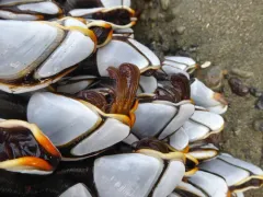 Lepas hillii thumbnail 3