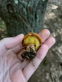 Wood Bolete thumbnail 4