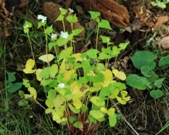 Common Buckwheat thumbnail 2