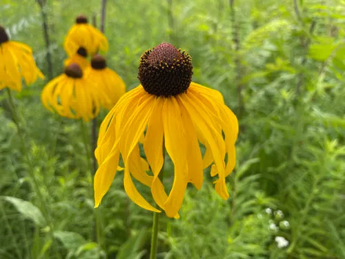 rough coneflower
