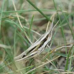Obscure grasshopper thumbnail 1