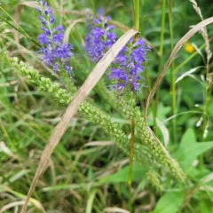 Long-leaved Speedwell thumbnail 2