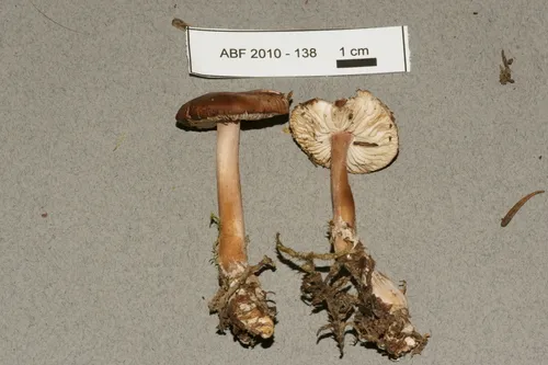 Gymnopus butyraceus-trichopus
