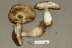 Leccinum fibrillosum thumbnail 4