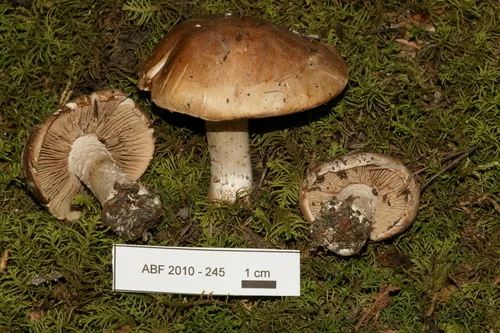bitter poisonpie