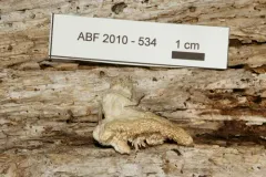 Antrodia heteromorpha thumbnail 4