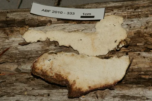 Cinereomyces lindbladii