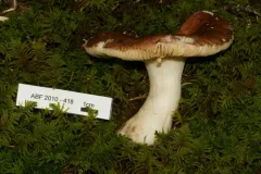 Russula integra thumbnail 2