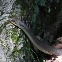 Eastern Hognose Snake thumbnail 4