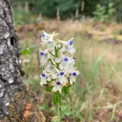 Pale Larkspur thumbnail 3