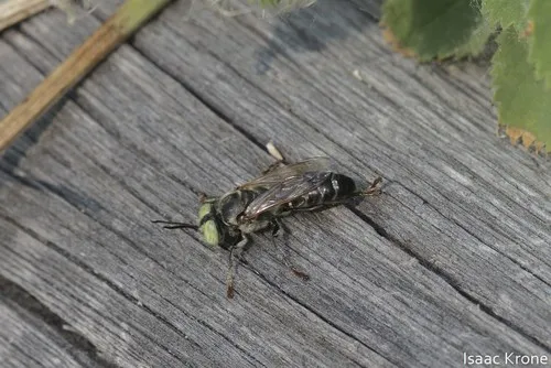 Tachytes pepticus