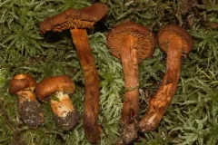 Aureonarius tofaceus thumbnail 4