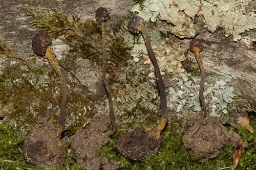 Tolypocladium fractum
