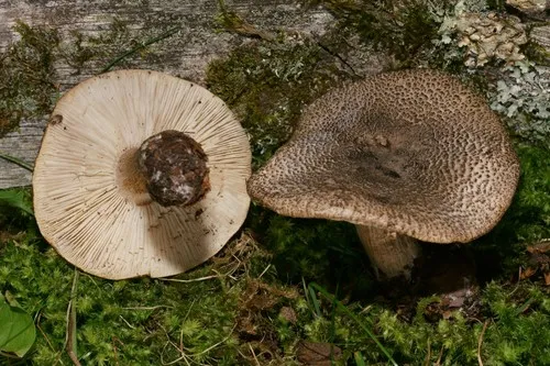 Tricholoma squarrulosum