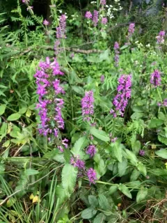 common hedge-nettle thumbnail 4