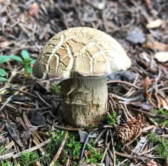 Boletus variipes thumbnail 2
