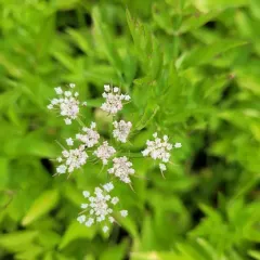 Java water-dropwort thumbnail 2