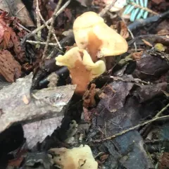 Yellow Fan thumbnail 3
