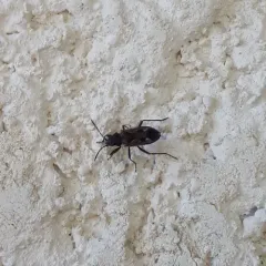 bright-spotted groundbug thumbnail 3