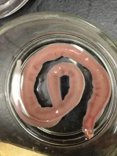Flesh-colored Ribbon Worm thumbnail 2