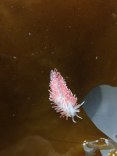 Red-gilled Nudibranch