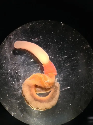 Virginia Acorn Worm