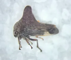 Palonica pyramidata thumbnail 1