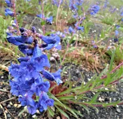 Wasatch Beardtongue thumbnail 2