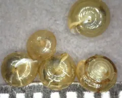 Denticulate Tightcoil thumbnail 2