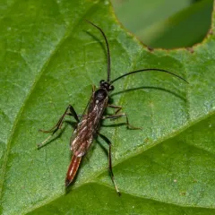 Cryptus albitarsis thumbnail 4