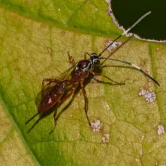 Ischnus inquisitorius thumbnail 3