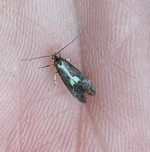 Skunk Moth