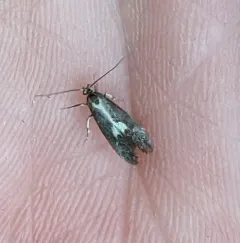 Skunk Moth thumbnail 1