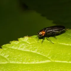 Red-necked Cane Borer thumbnail 4