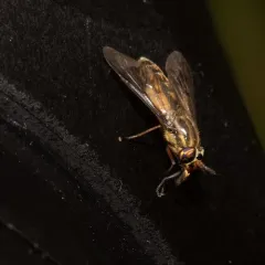 Wandering Deer Fly thumbnail 3