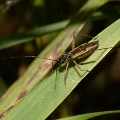 Collaria meilleurii thumbnail 1