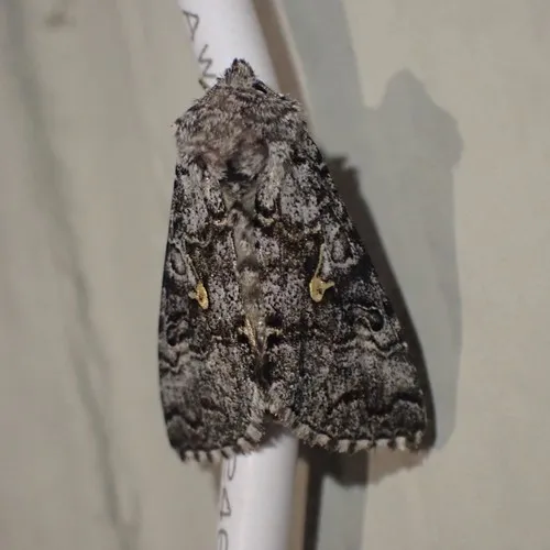 Syngrapha celsa