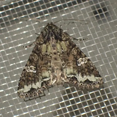 Bertha Armyworm Moth