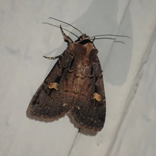 Adelphagrotis indeterminata