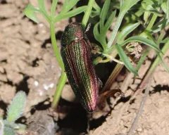 Buprestis intricata thumbnail 4
