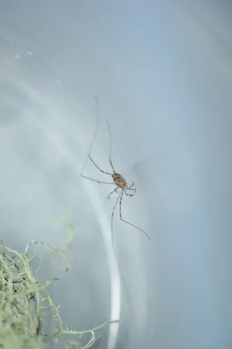 Fork-palped Harvestman