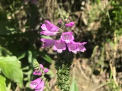 Ledingham's Physostegia thumbnail 3